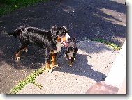 Berner Sennenhund