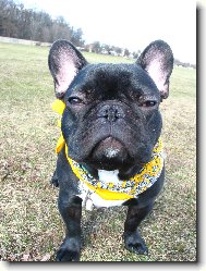 Bouledogue francais, French Bulldog