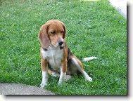 Beagle Harrier