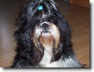 icu, Shih-Tzu