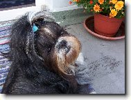 icu, Shih-Tzu