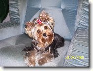 Jorkšírský terier, Yorkshire Terrier,