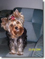 Jorkšírský terier, Yorkshire Terrier,