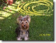Jorkšírský terier, Yorkshire Terrier,