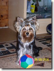 Jorkšírský terier, Yorkshire Terrier,