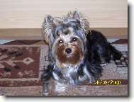 Jorkšírský terier, Yorkshire Terrier,