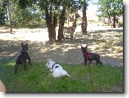 Bouledogue francais, French Bulldog