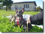Bouledogue francais, French Bulldog