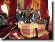 Bouledogue francais, French Bulldog