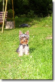 Jorkšírský terier, Yorkshire Terrier,