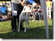 Dogo Argentino