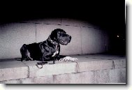 Deutsche Dogge