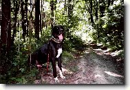 Deutsche Dogge