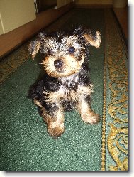 Jorkšírský terier, Yorkshire Terrier,
