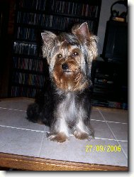 Jorkšírský terier, Yorkshire Terrier,