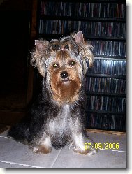 Jorkšírský terier, Yorkshire Terrier,