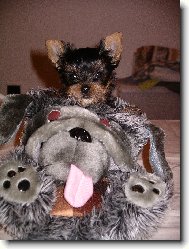 Jorkšírský terier, Yorkshire Terrier,