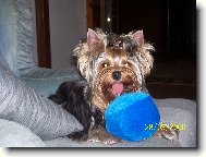 Jorkšírský terier, Yorkshire Terrier,