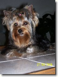 Jorkšírský terier, Yorkshire Terrier,