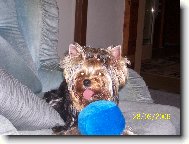 Jorkšírský terier, Yorkshire Terrier,