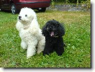 Poodle, Caniche