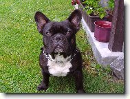 Bouledogue francais, French Bulldog