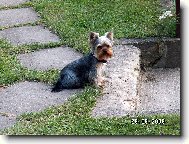 Jorkšírský terier, Yorkshire Terrier,
