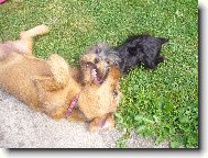Jorkšírský terier, Yorkshire Terrier,