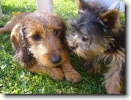 Jorkšírský terier, Yorkshire Terrier,