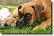 Deutscher Boxer