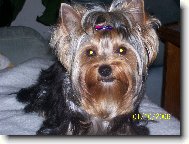 Jorkšírský terier, Yorkshire Terrier,