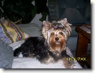 Jorkšírský terier, Yorkshire Terrier,