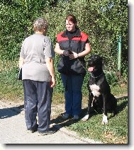 Deutsche Dogge