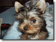 Jorkšírský terier, Yorkshire Terrier,