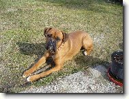 Deutscher Boxer
