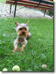 Jorkšírský terier, Yorkshire Terrier,