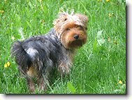 Jorkšírský terier, Yorkshire Terrier,