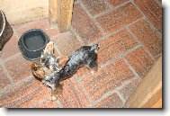 Jorkšírský terier, Yorkshire Terrier,