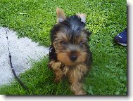 Jorkšírský terier, Yorkshire Terrier,