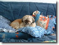 icu, Shih-Tzu