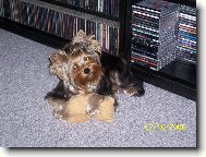 Jorkšírský terier, Yorkshire Terrier,