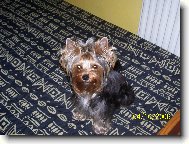 Jorkšírský terier, Yorkshire Terrier,