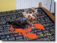 Jorkšírský terier, Yorkshire Terrier,
