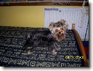 Jorkšírský terier, Yorkshire Terrier,