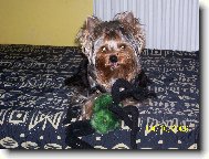Jorkšírský terier, Yorkshire Terrier,