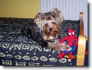 Jorkšírský terier, Yorkshire Terrier,