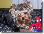 Jorkšírský terier, Yorkshire Terrier,