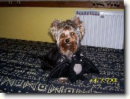 Jorkšírský terier, Yorkshire Terrier,