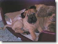 Shar-Pei