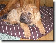 Shar-Pei